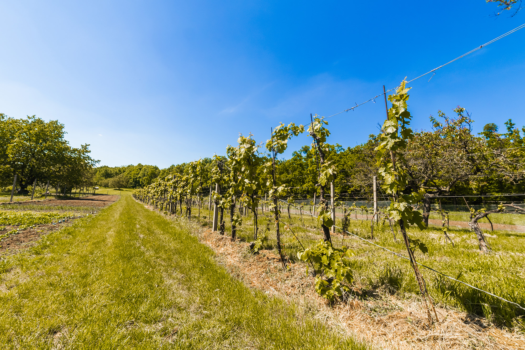 apartmany-a-vinarstvi-u-padaliku-061