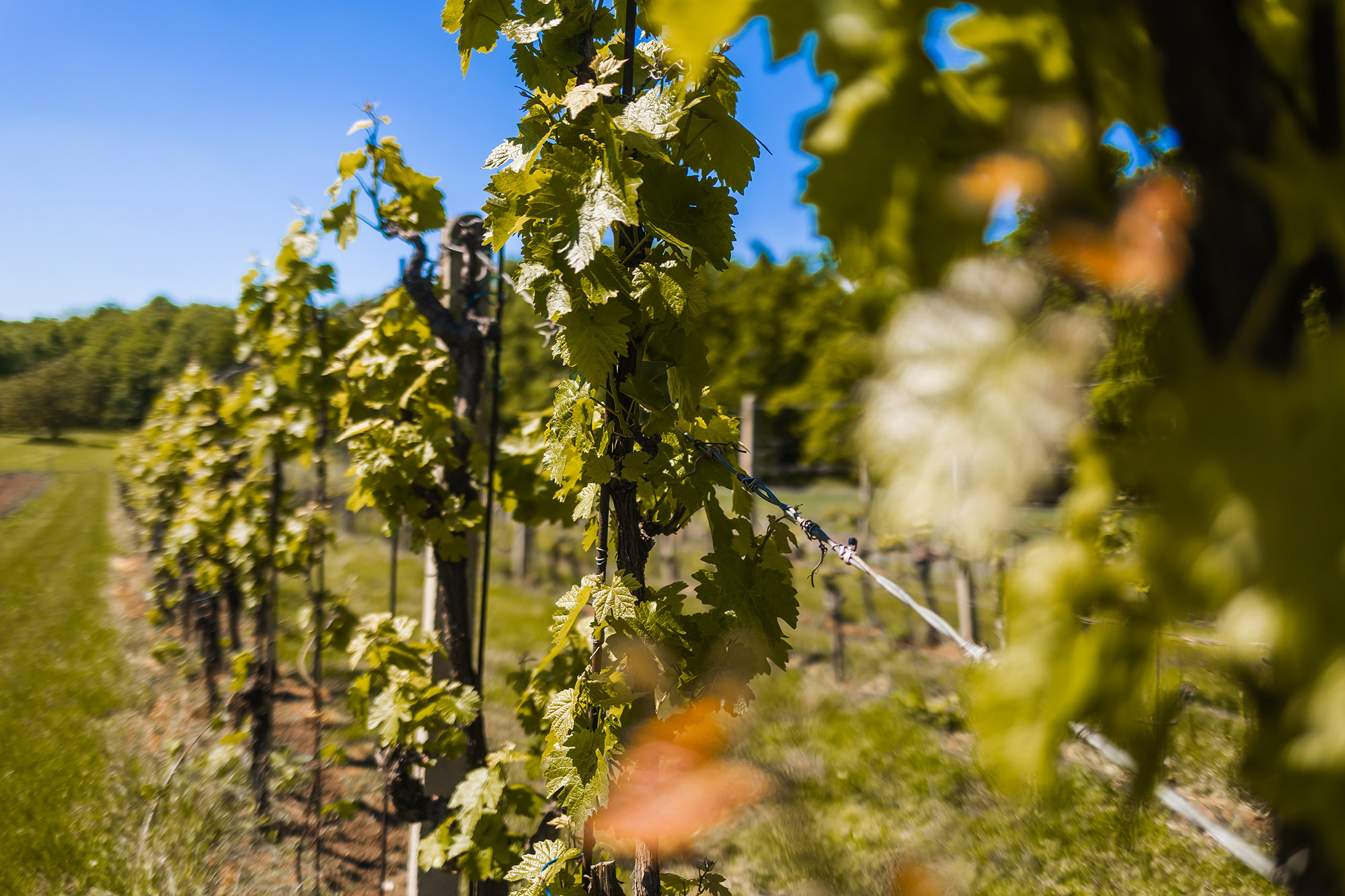 apartmany-a-vinarstvi-u-padaliku-062